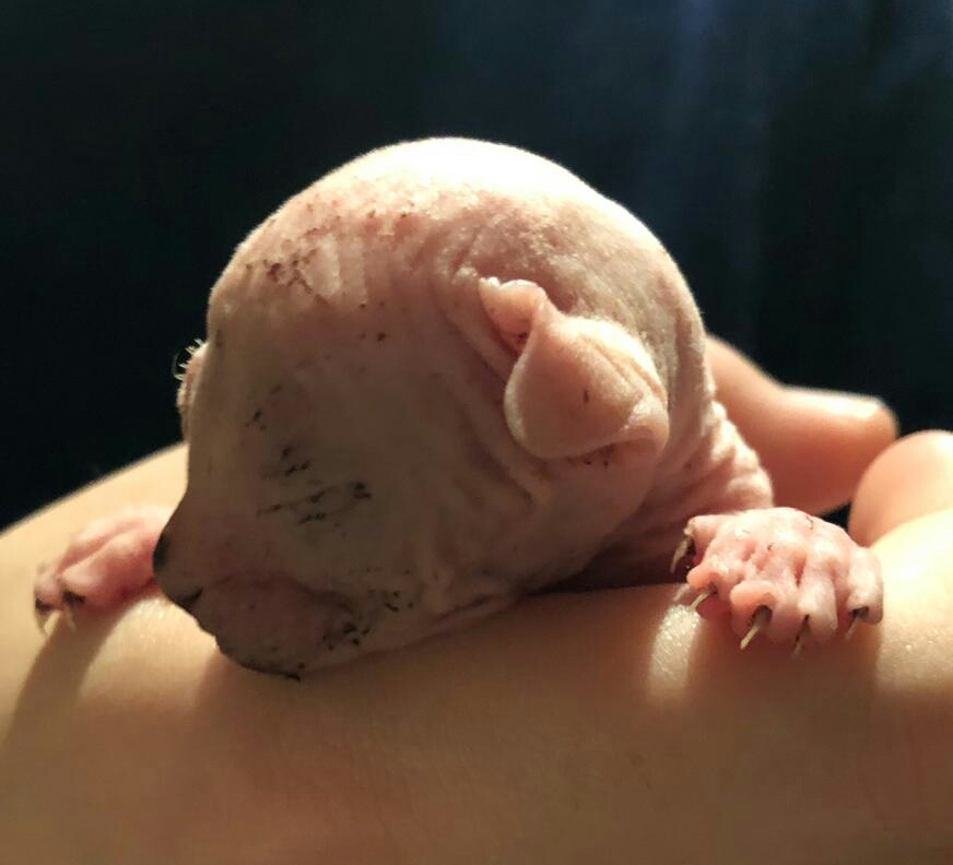 Antica Torre Allevamento Gatti Sphynx