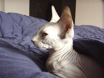 Teo